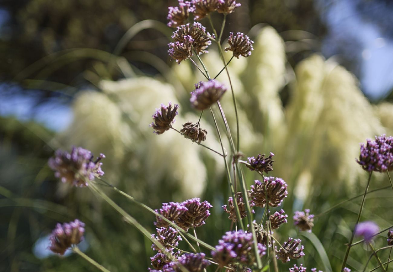 Villa in Saint-Tropez - Villa Les Pins D'OR - Les Parcs avec piscine