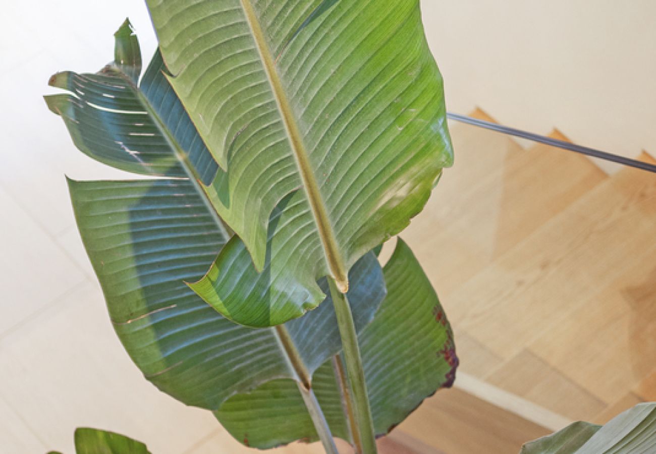 Villa in Ramatuelle - Villa La Ferme Ramatuelle avec piscine