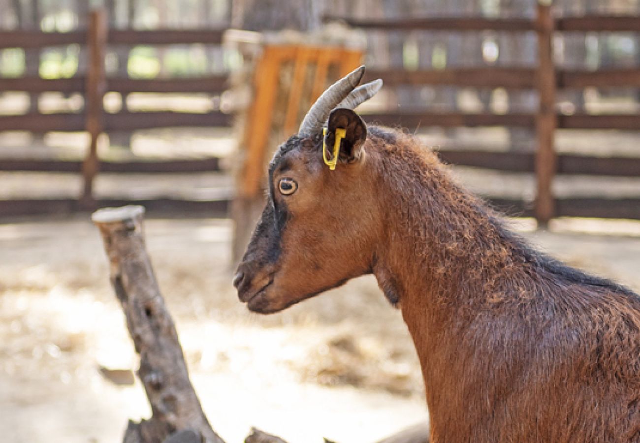 Villa in Ramatuelle - Villa La Ferme Ramatuelle avec piscine
