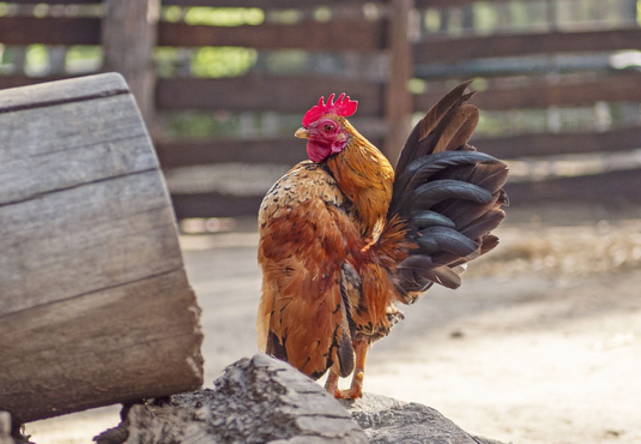 Villa à Ramatuelle - Villa La Ferme Ramatuelle avec piscine