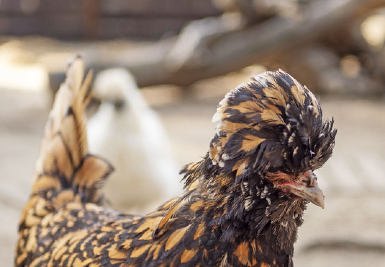 Villa à Ramatuelle - Villa La Ferme Ramatuelle avec piscine