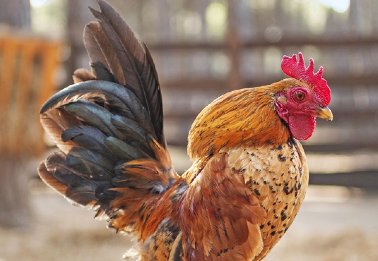 Villa à Ramatuelle - Villa La Ferme Ramatuelle avec piscine