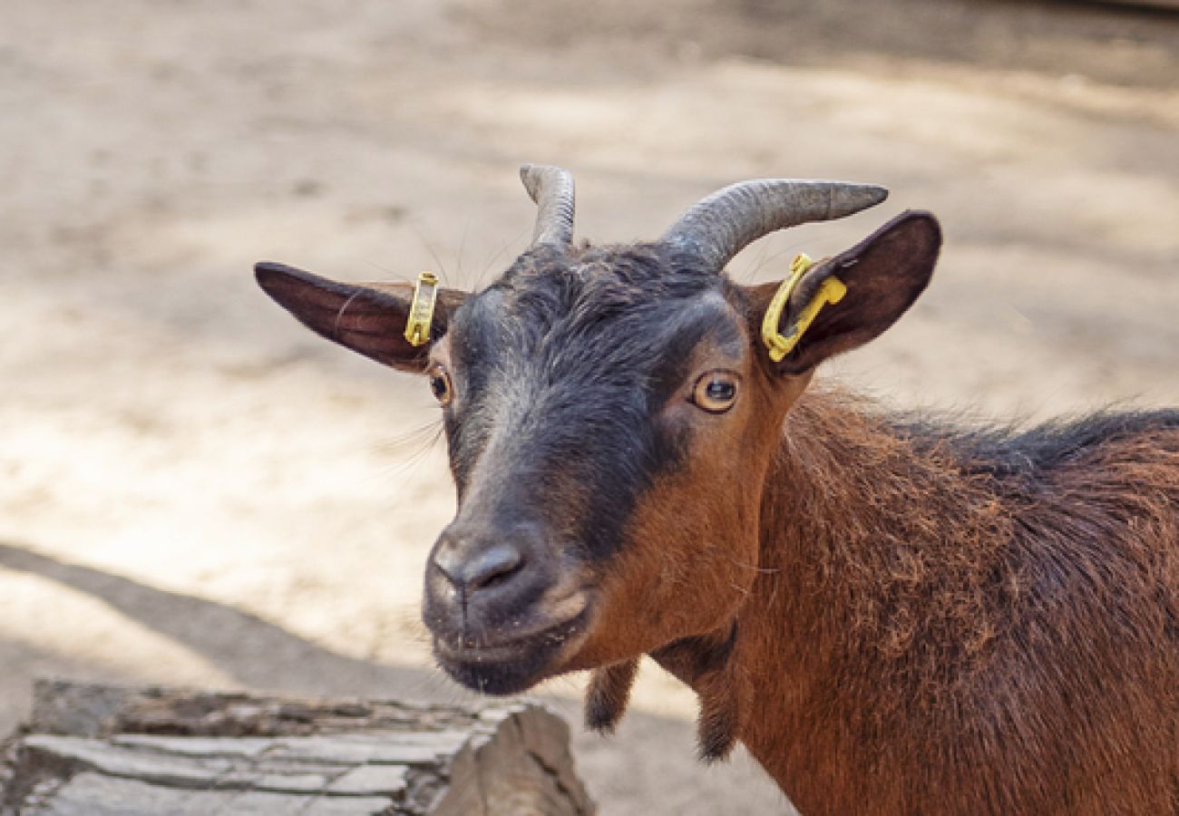 Villa à Ramatuelle - Villa La Ferme Ramatuelle avec piscine